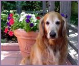 Big Gold Dog, 4th of July