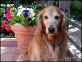 Tres, The Big Gold Dog