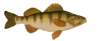 Swimmin' Damn Fish